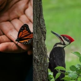 Cómo Llegar Desde Hasta - Mariposas y Carpinteros